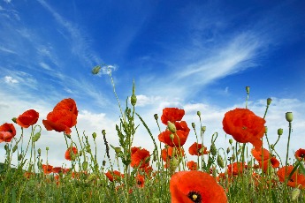 Coventry Building Society launches Centenary Poppy Bond paying 2.4%