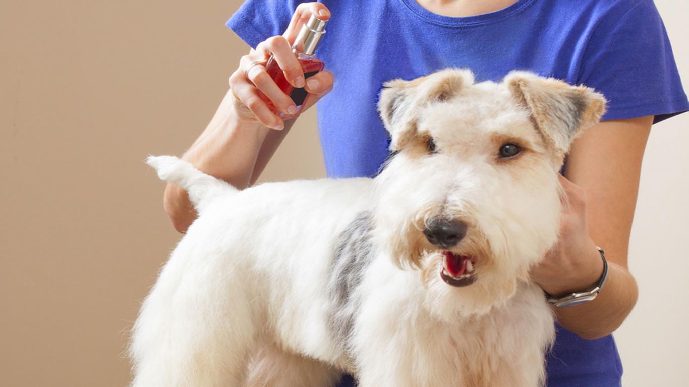 Dog perfume