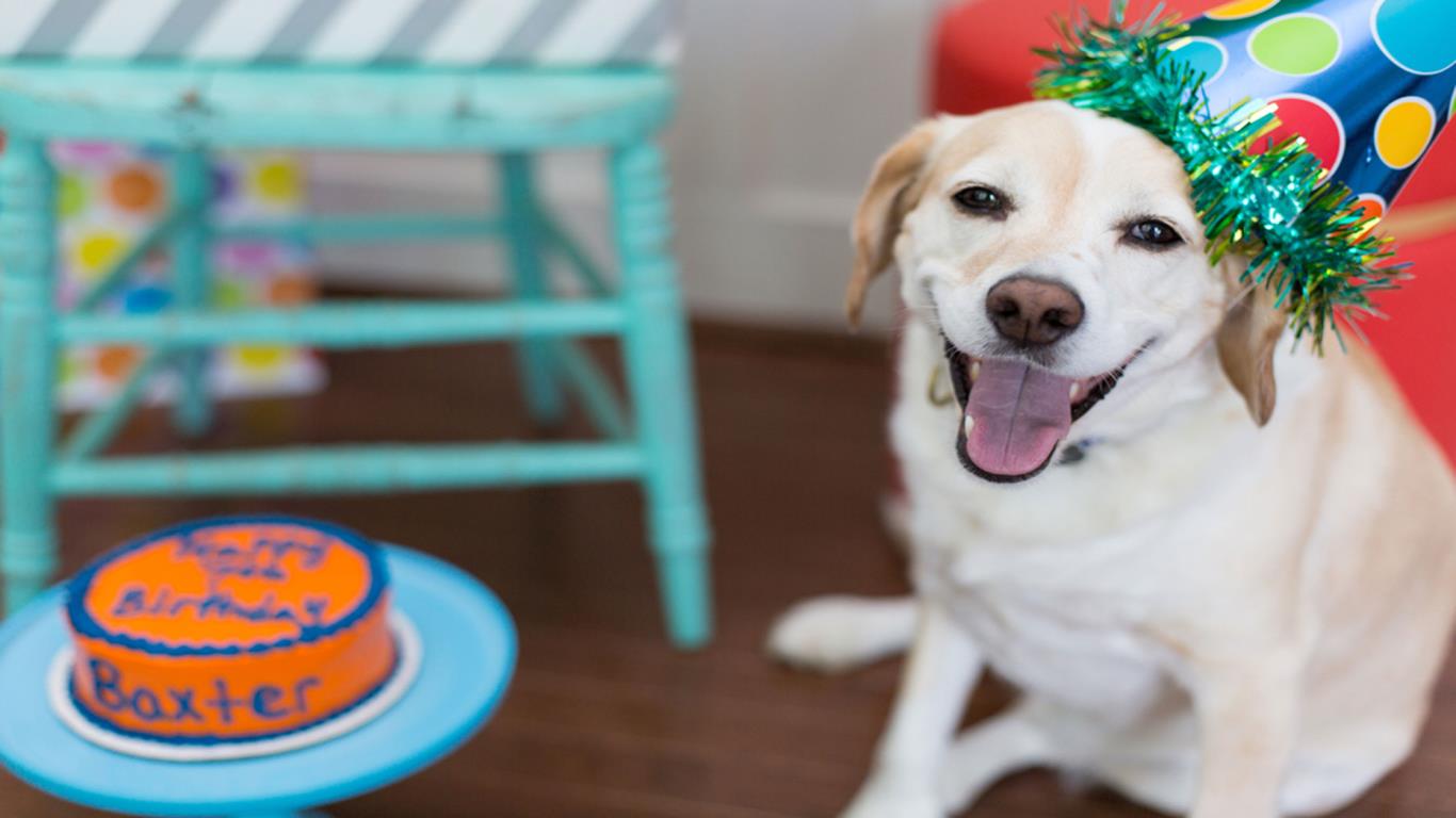 Dog birthday cakes
