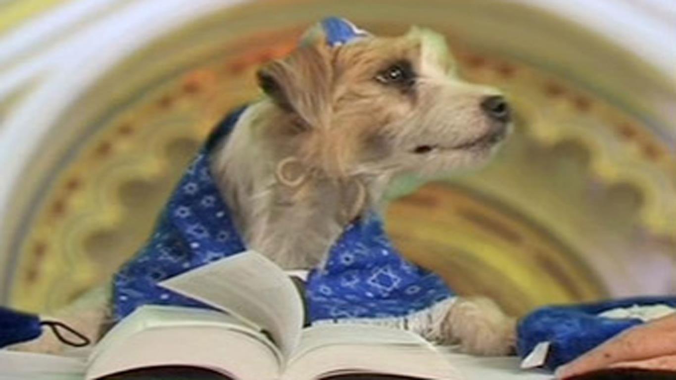…and Bark Mitzvahs