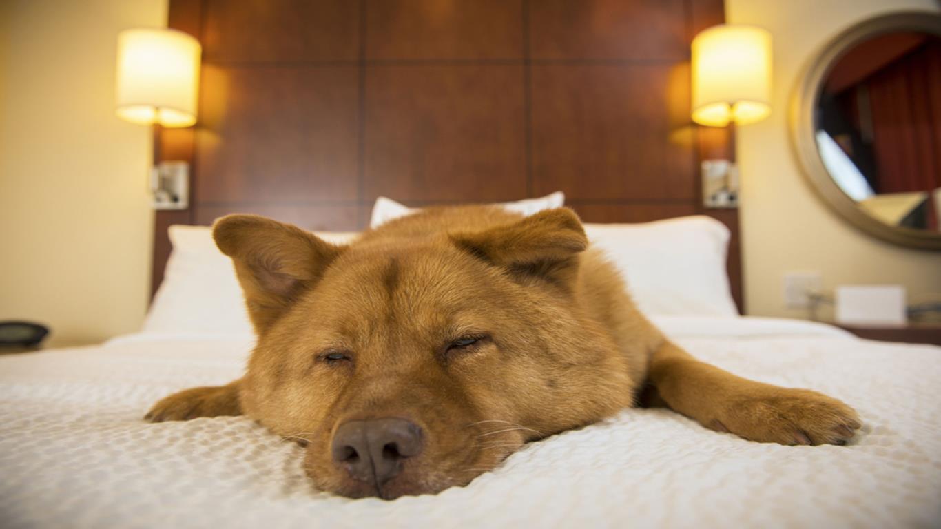 Dog VIP hotel service 