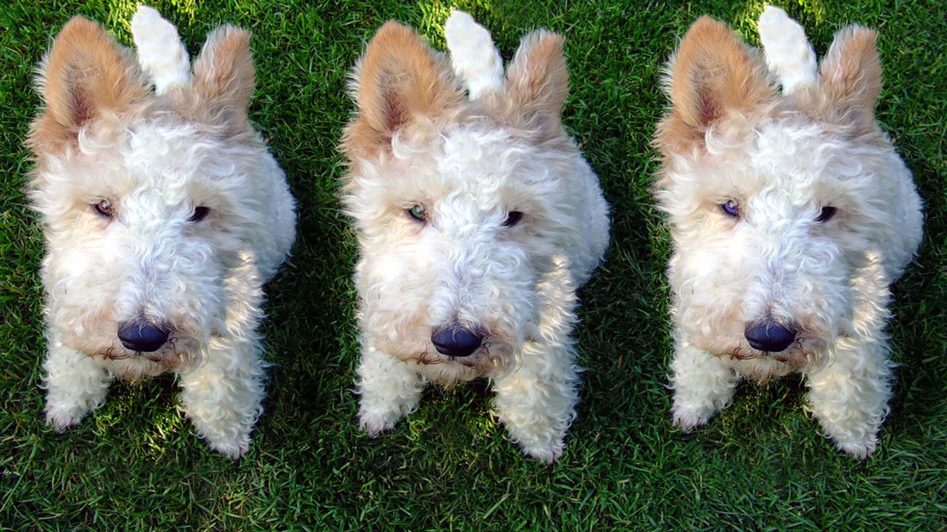 Dog cloning 