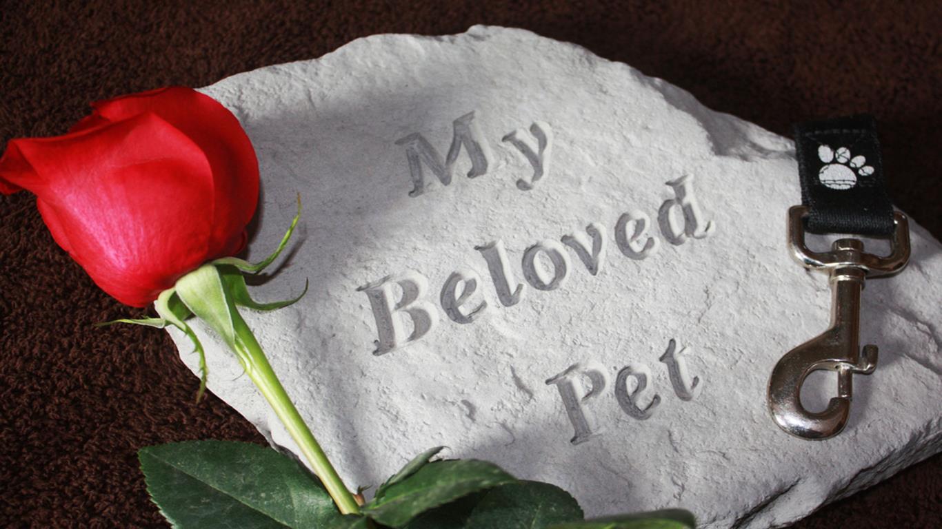 Dog funerals 