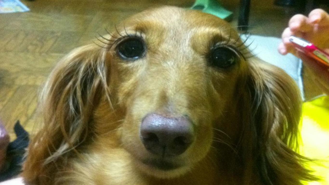 Dog make-up
