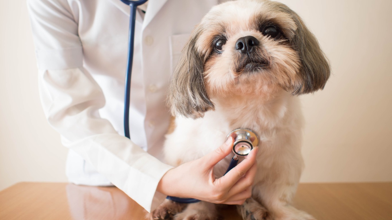 Pet insurance: types of cover and what to consider when insuring your pet