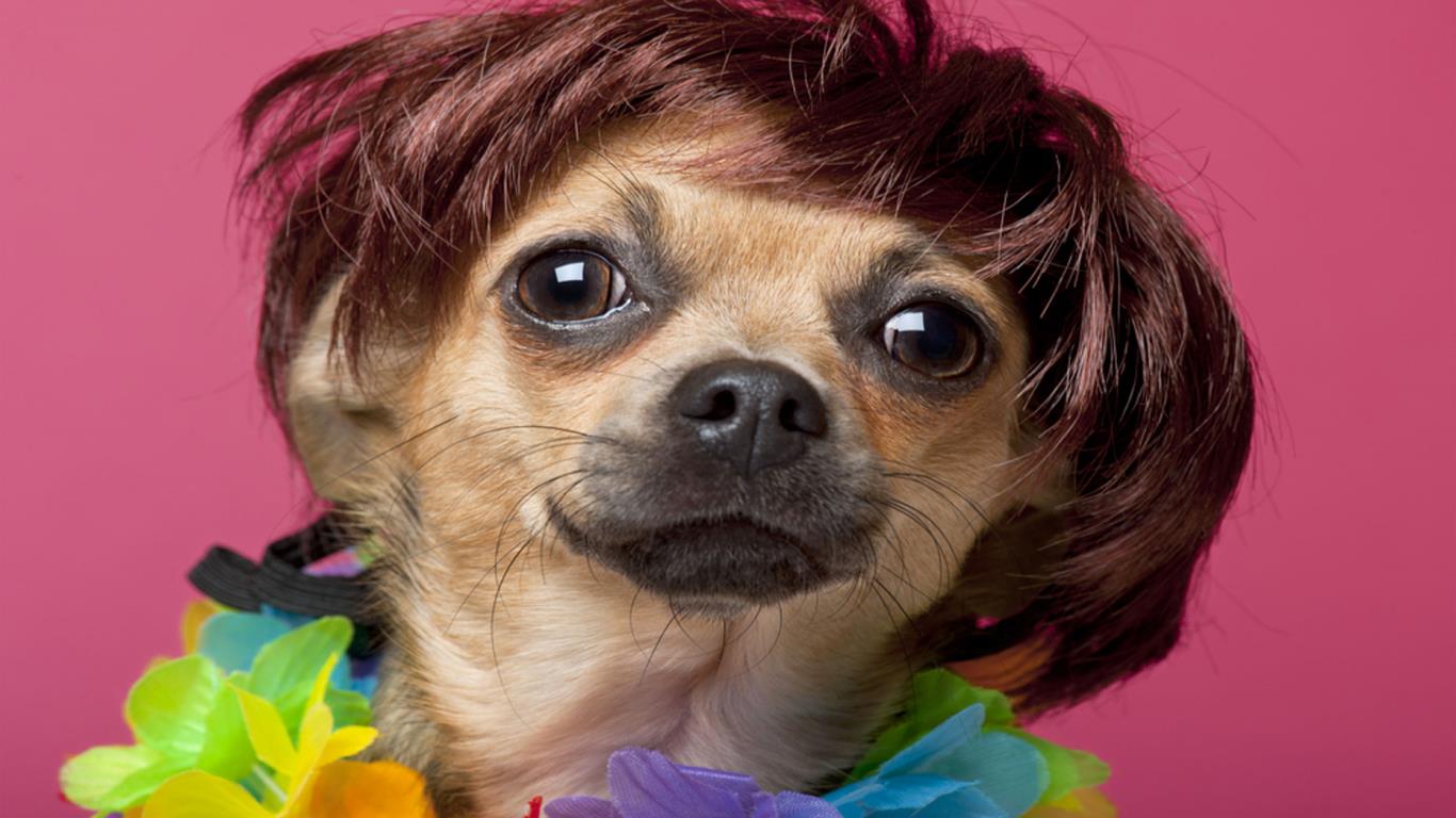 Dog wigs