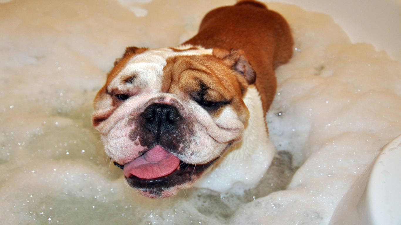 Dog jacuzzis