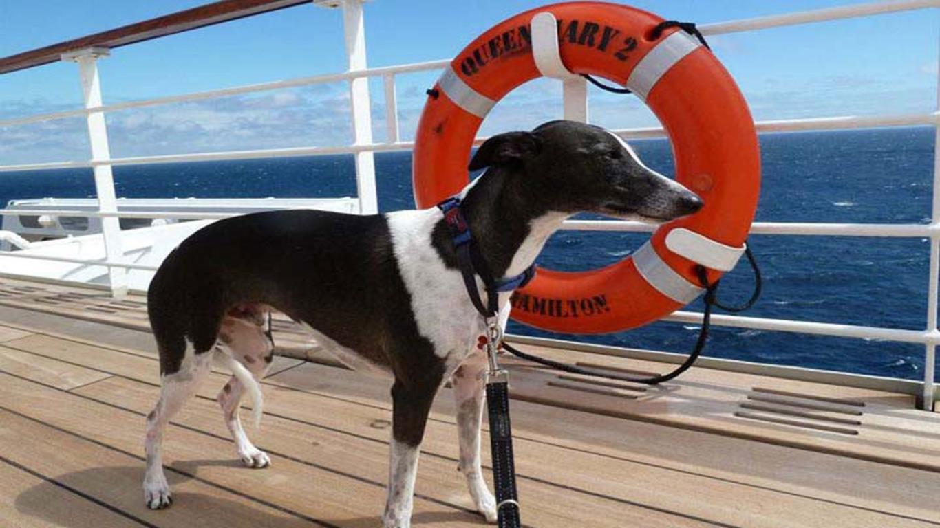 Dog cruises