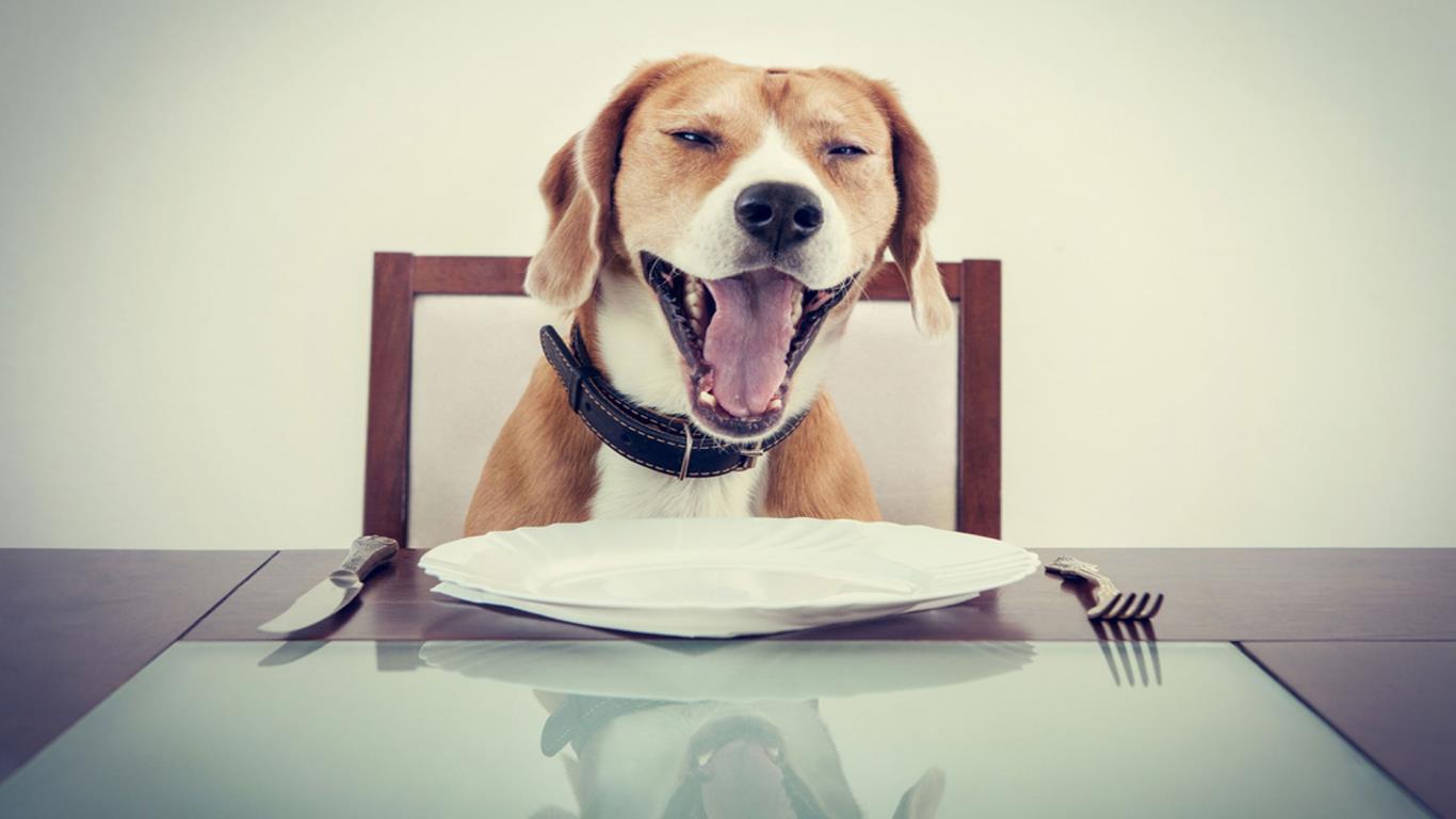 Dog personalized meals