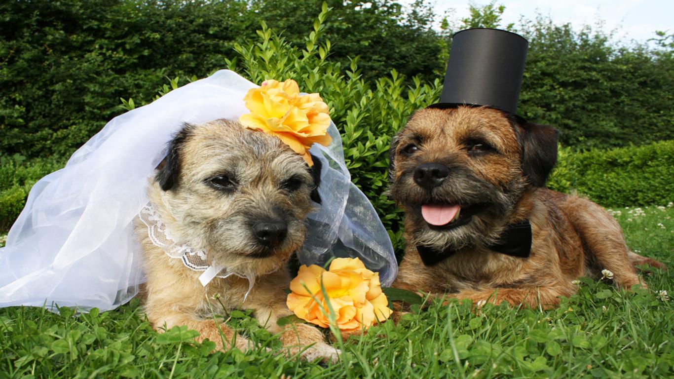 Dog weddings…