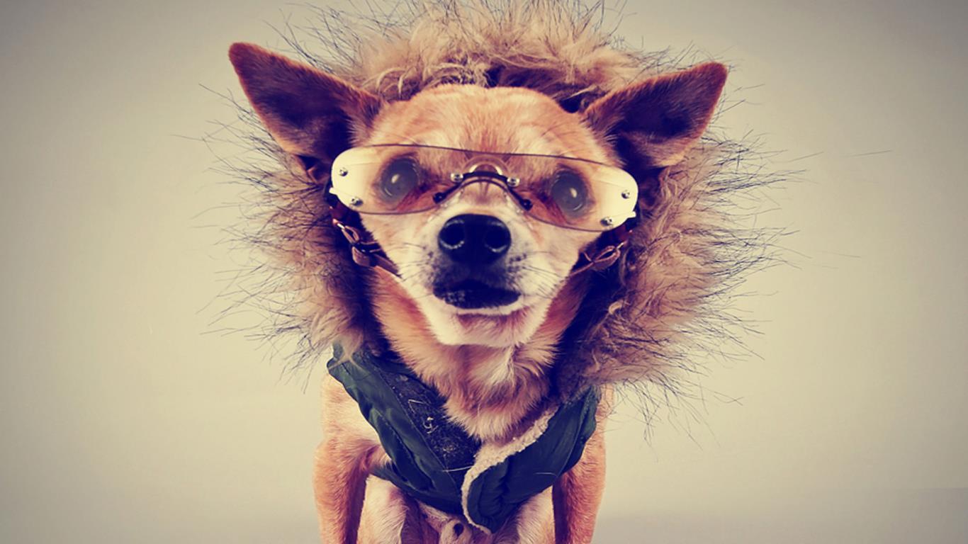 Dog designer wear