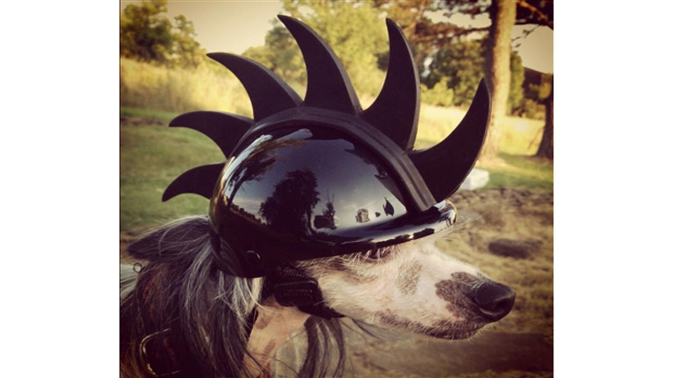 Dog helmets