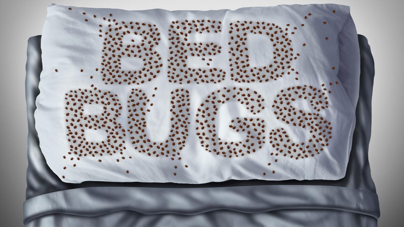 Bedbugs aren’t uncommon