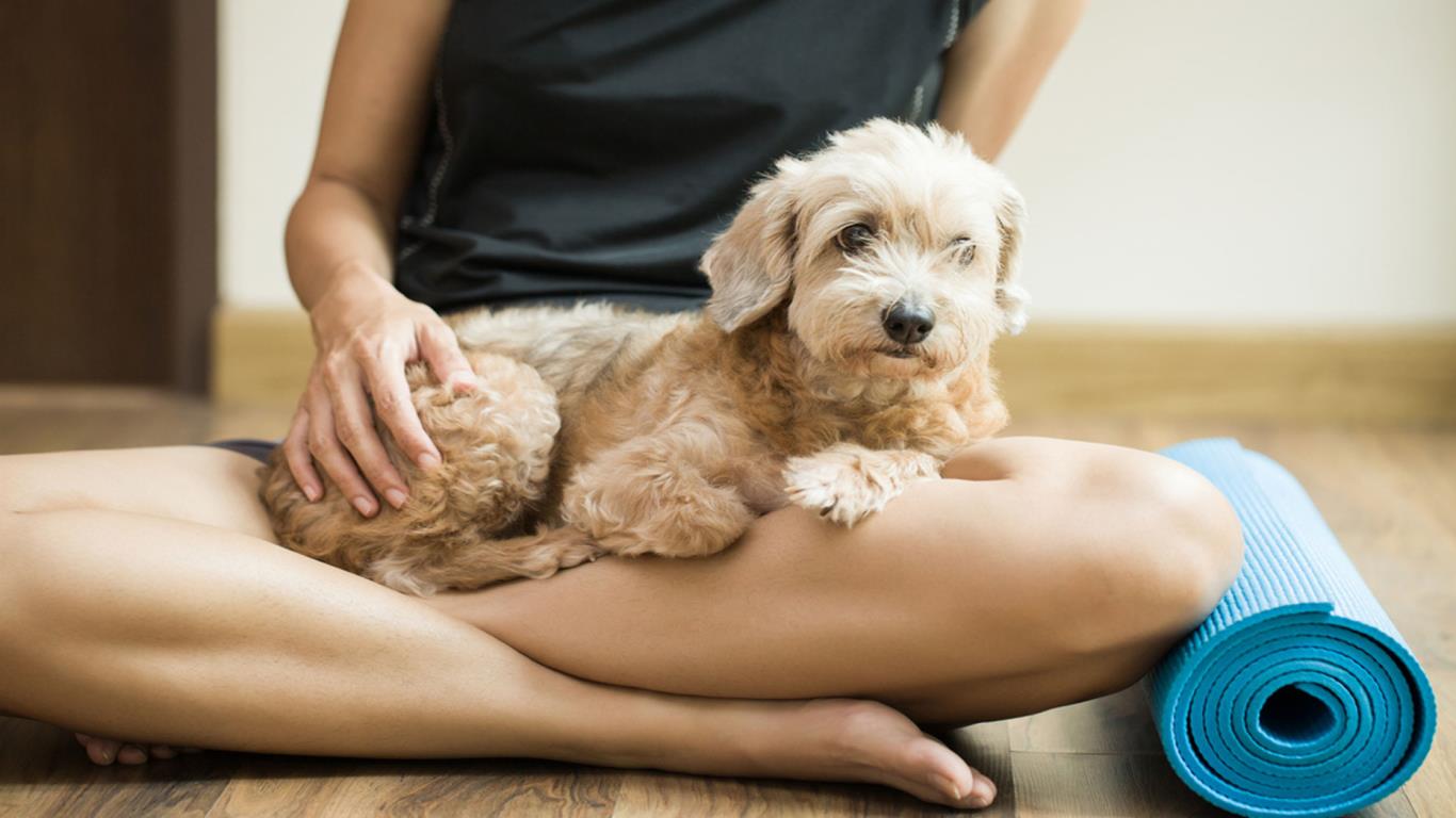 Dog yoga