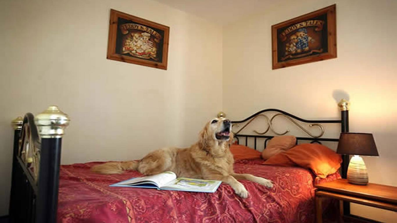 Dog hotels