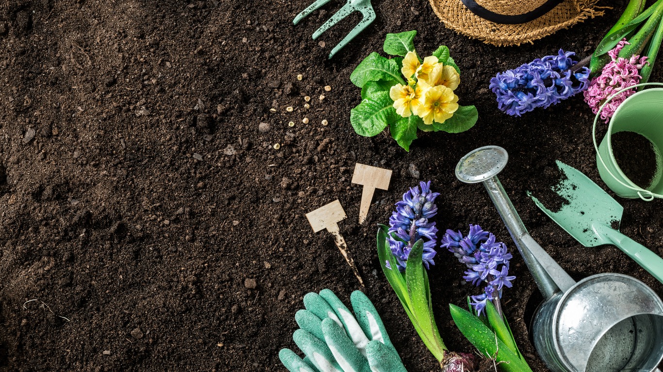 Cheap gardening tips, from tools to seeds, plant food and weeding