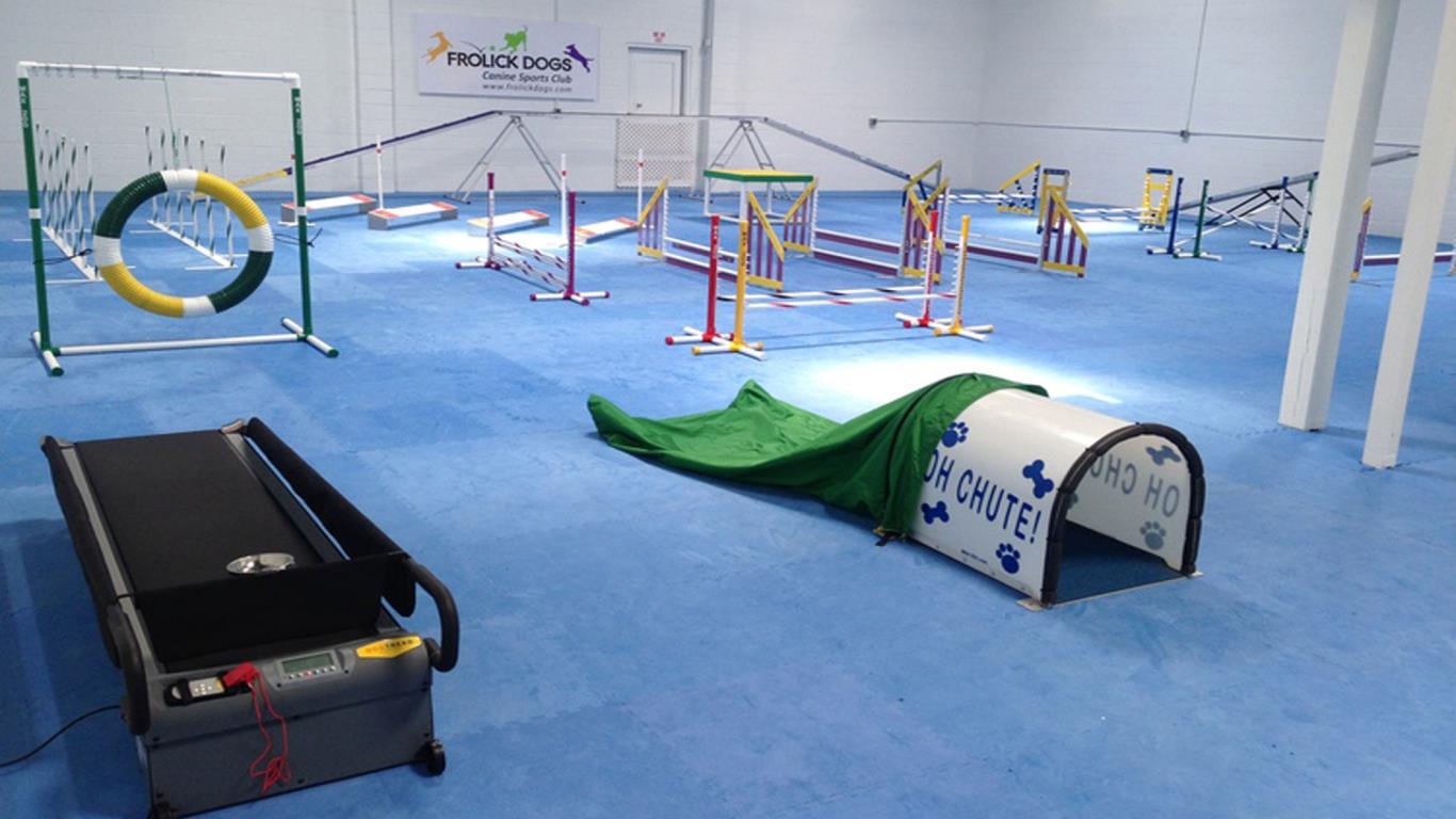 Dog gyms