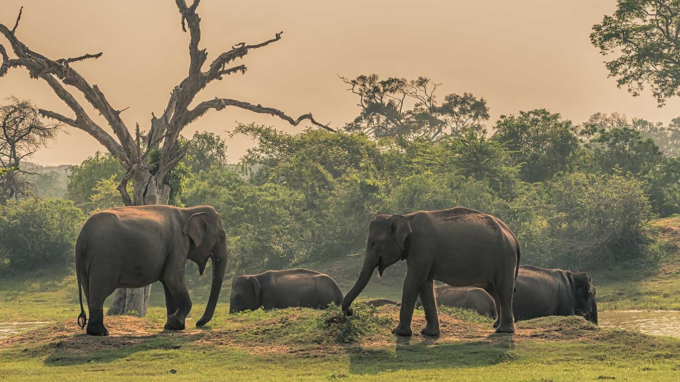 animal-magic-in-sri-lanka-what-to-see-on-safari-in-yala-national-park