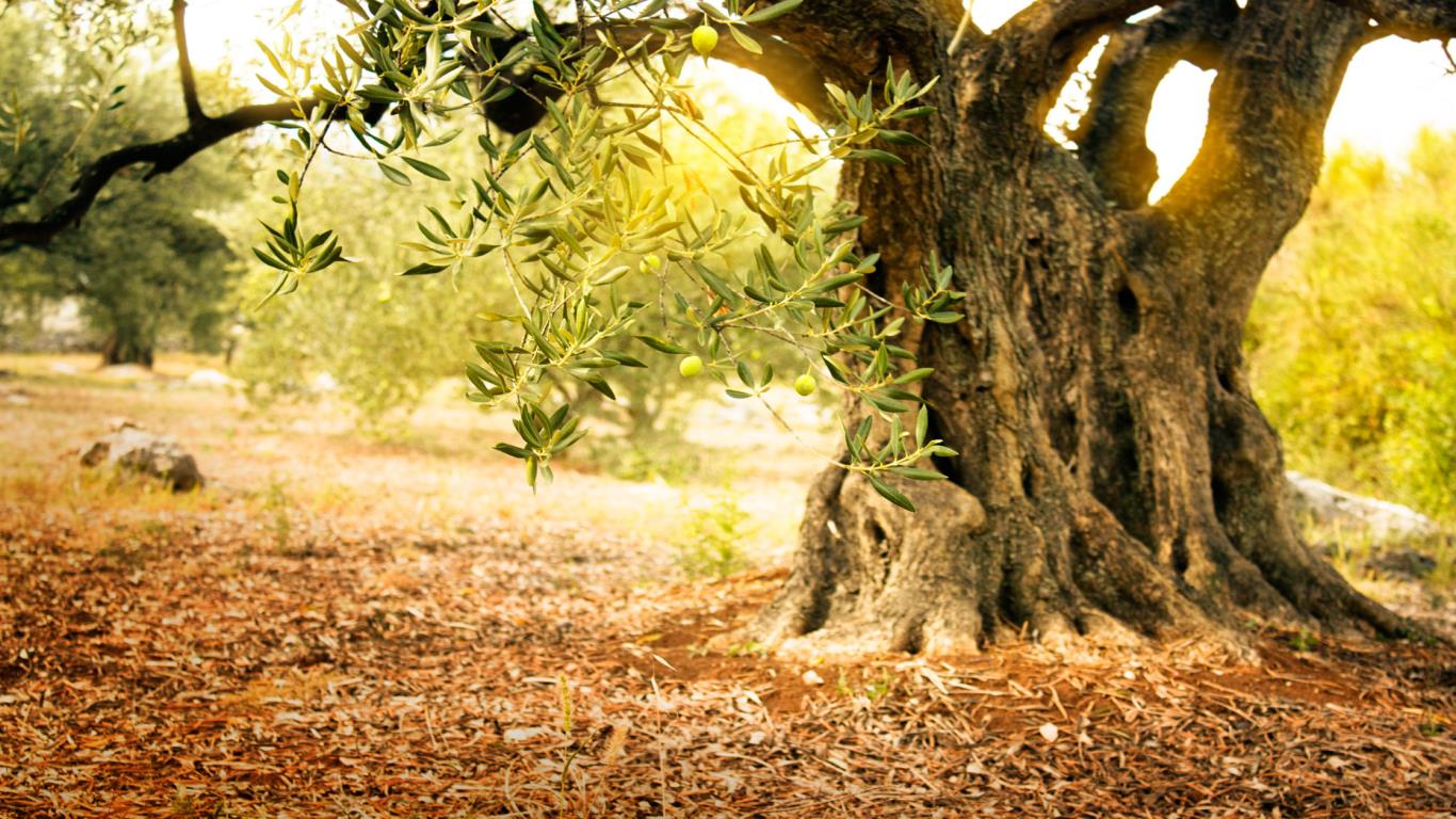 $18,500 olive tree