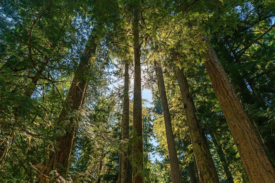 5. Stroll through Cathedral Grove, Nanaimo, Vancouver Island