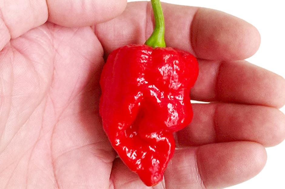 What Is The Hottest Chilli In The World Lovefood