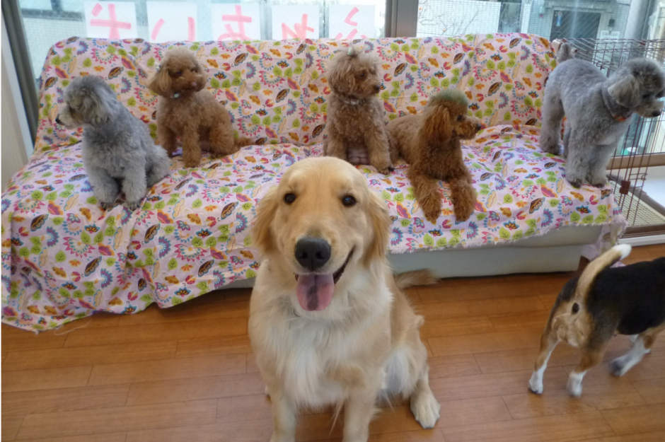 The cutest animal cafes around the world 