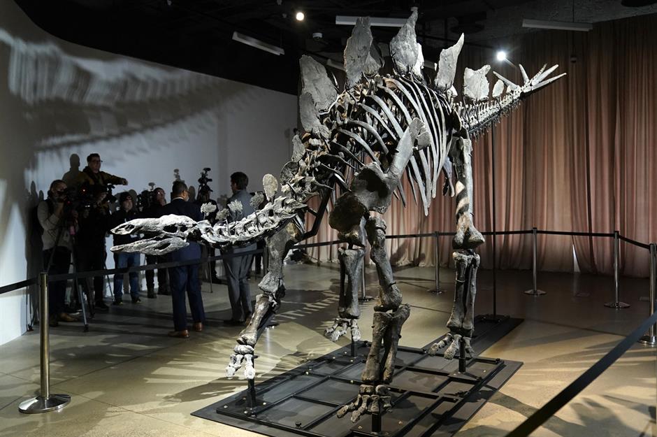 Dinosaur bones