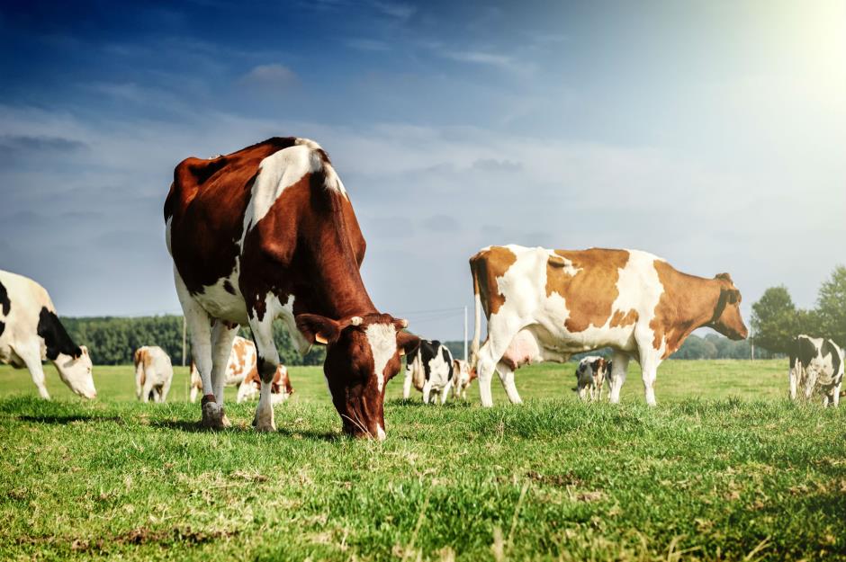 US: Gas emissions from dairy cows – $700,000 (£623k)