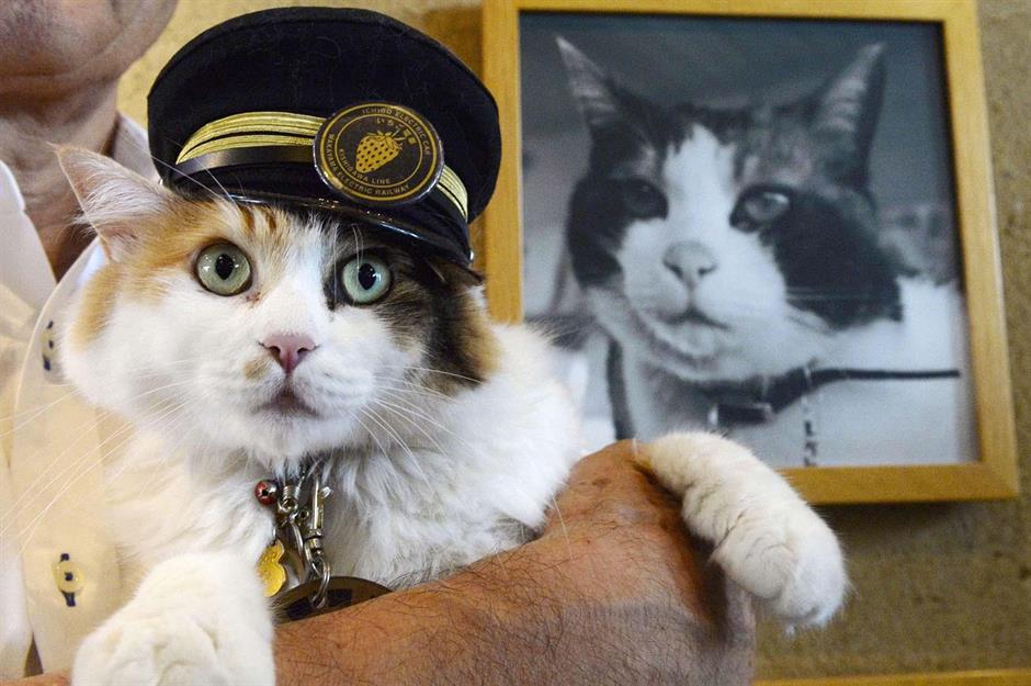 Meet the amazing animals in travel