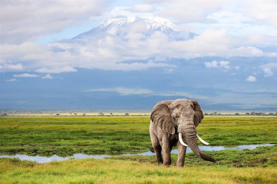 Celebrating African wildlife