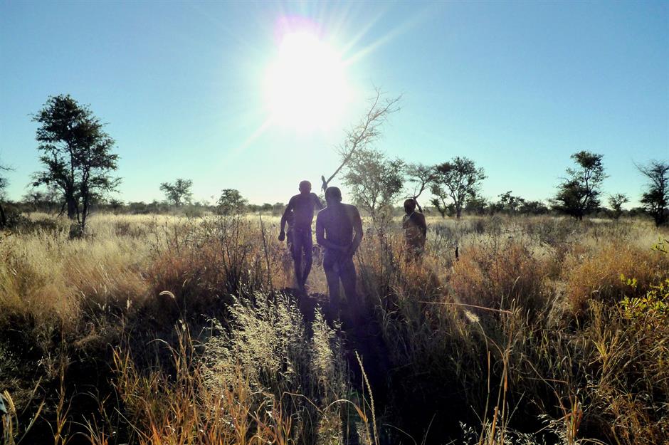 Hunter-gatherer in late 20th-century Botswana: six hours a day, 130 days a year