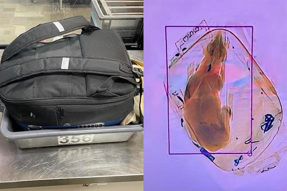 Hidden in plane sight