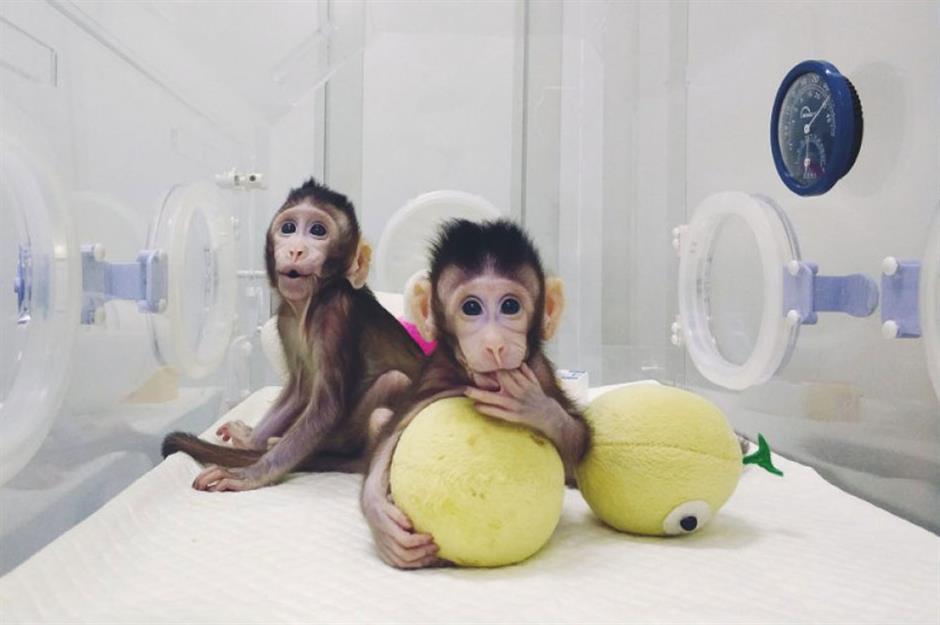 World's first monkey clones