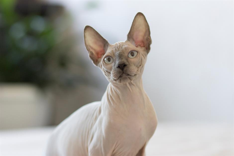 3. Sphynx: $2,000 (£1.5k) to $5,000 (£3.7k)