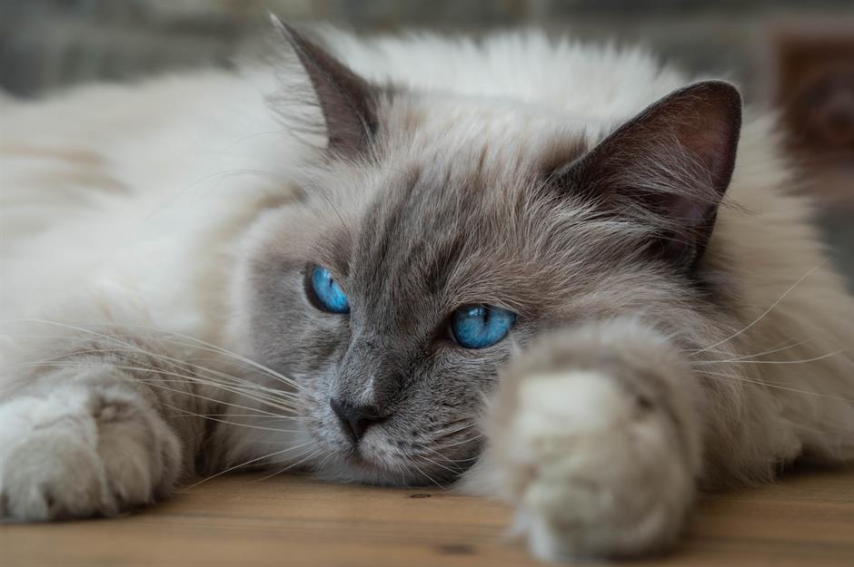 =7. Ragdoll: $1,500 (£1.1k) to $3,000 (£2.2k)