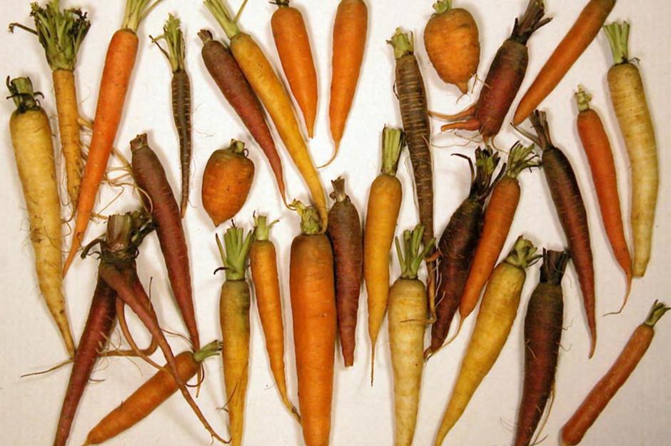 The World Carrot Museum, online only