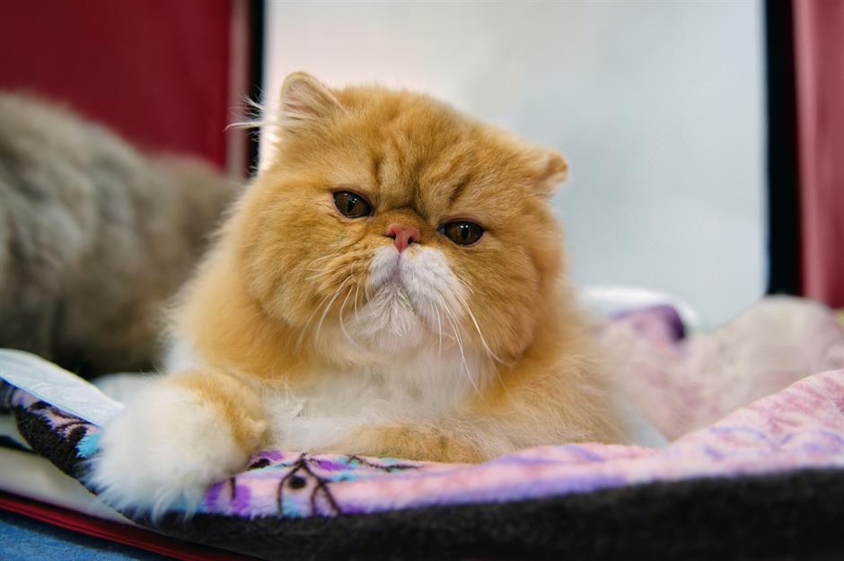 5. Persian: $1,300 (£955) to $5,000 (£3.7k)