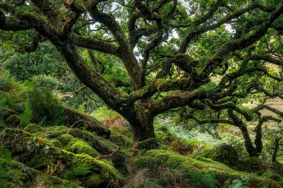 Fantastic forests