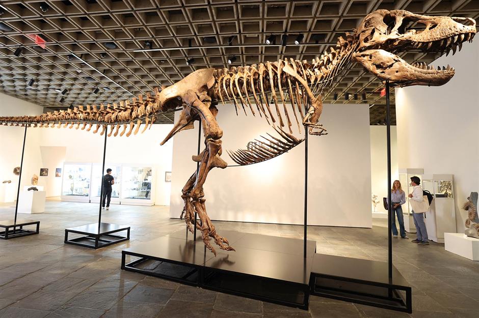 Dinosaurs that sold for a fortune
