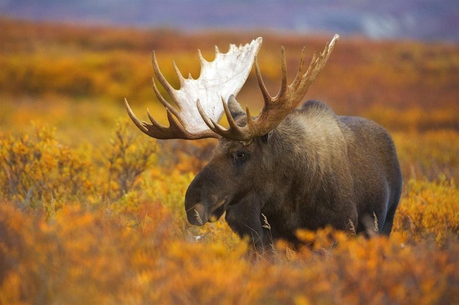 Amazing wild animals you can see in America's national parks |  