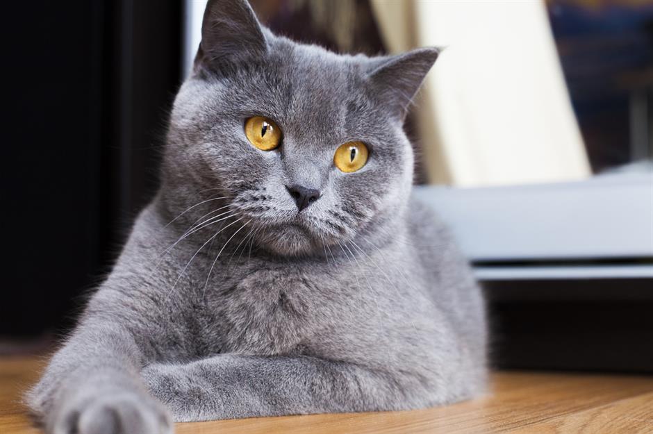 =7. British Shorthair: $1,500 (£1.1k) to $3,000 (£2.2k)