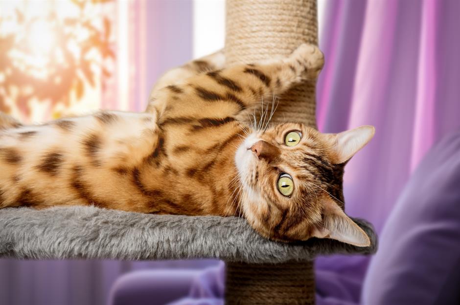 1. Bengal: $2,500 (£1.8k) to $6,000 (£4.4k)