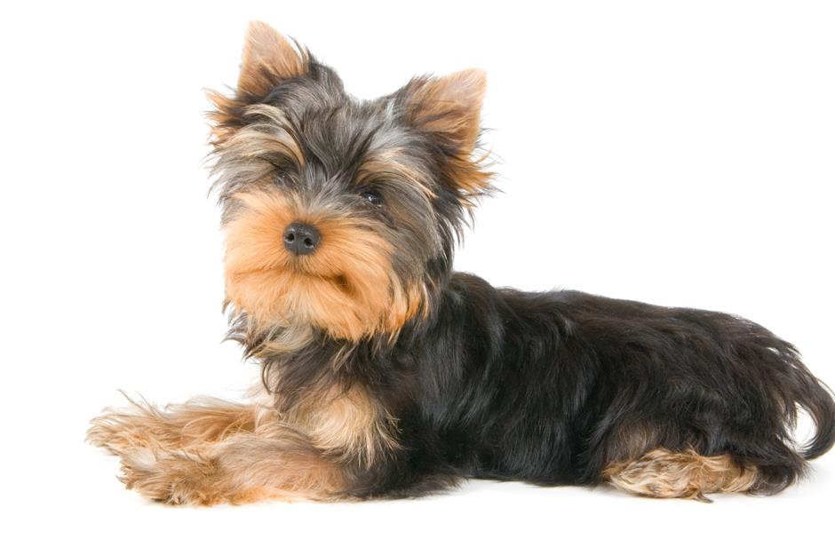 Yorkshire Terrier: up to $9,800 (£7.4k)
