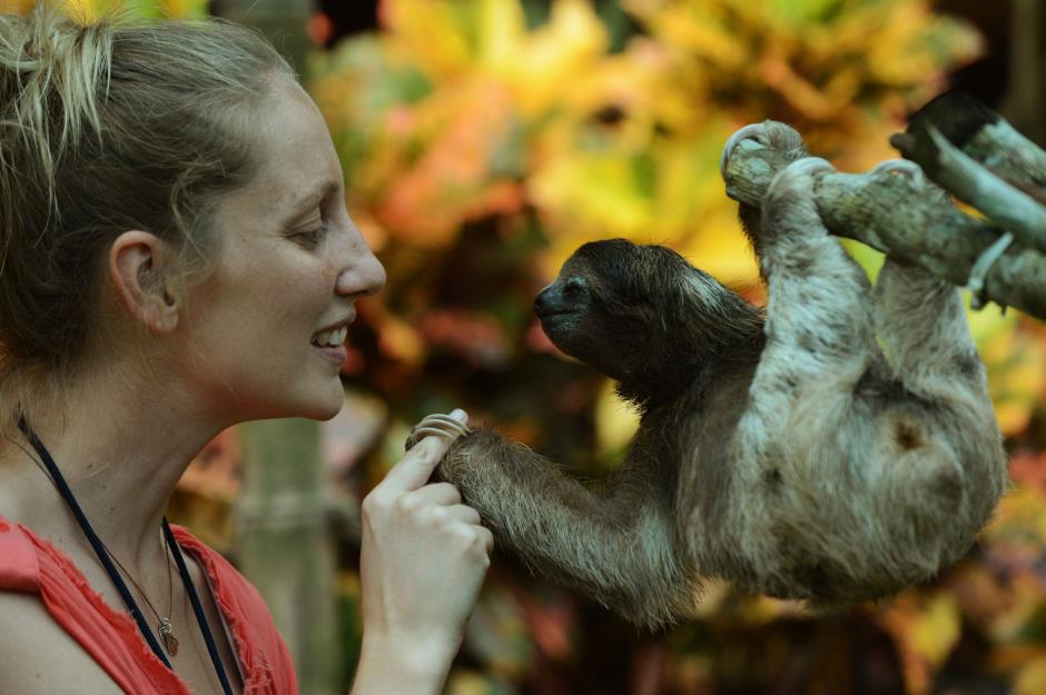 Sloth nanny: from $29,000 (£21.2k) per year