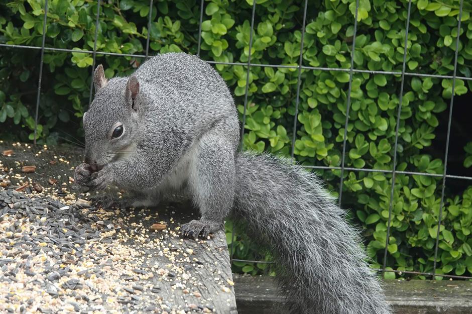 How to get rid of squirrels legally