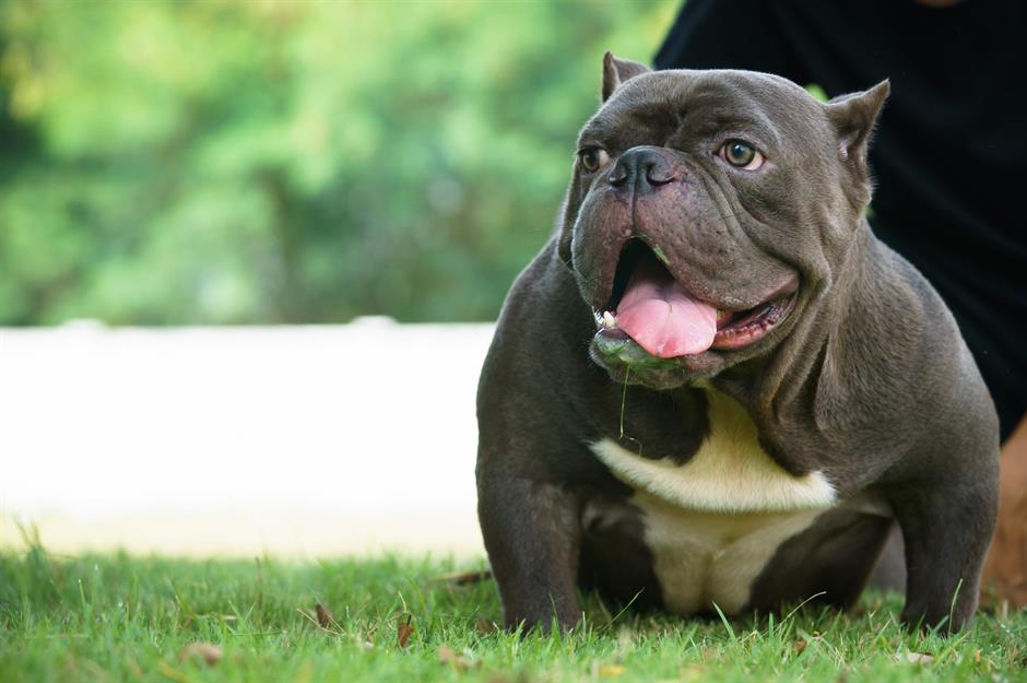 The most expensive dog breeds in the world | lovemoney.com