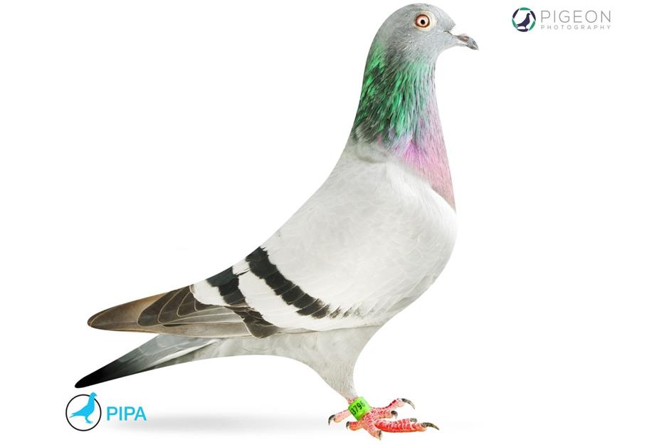 New Kim the racing pigeon, $1.9 million (£1.4m)