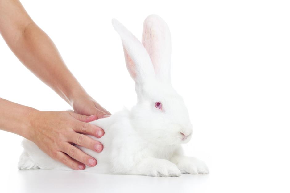 Swedish massages for rabbits: $387,000