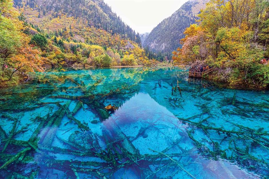 Fantastic forests