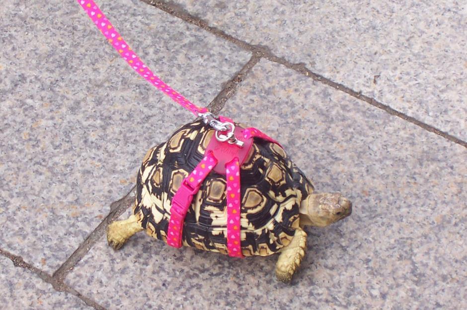 Tortoise walker
